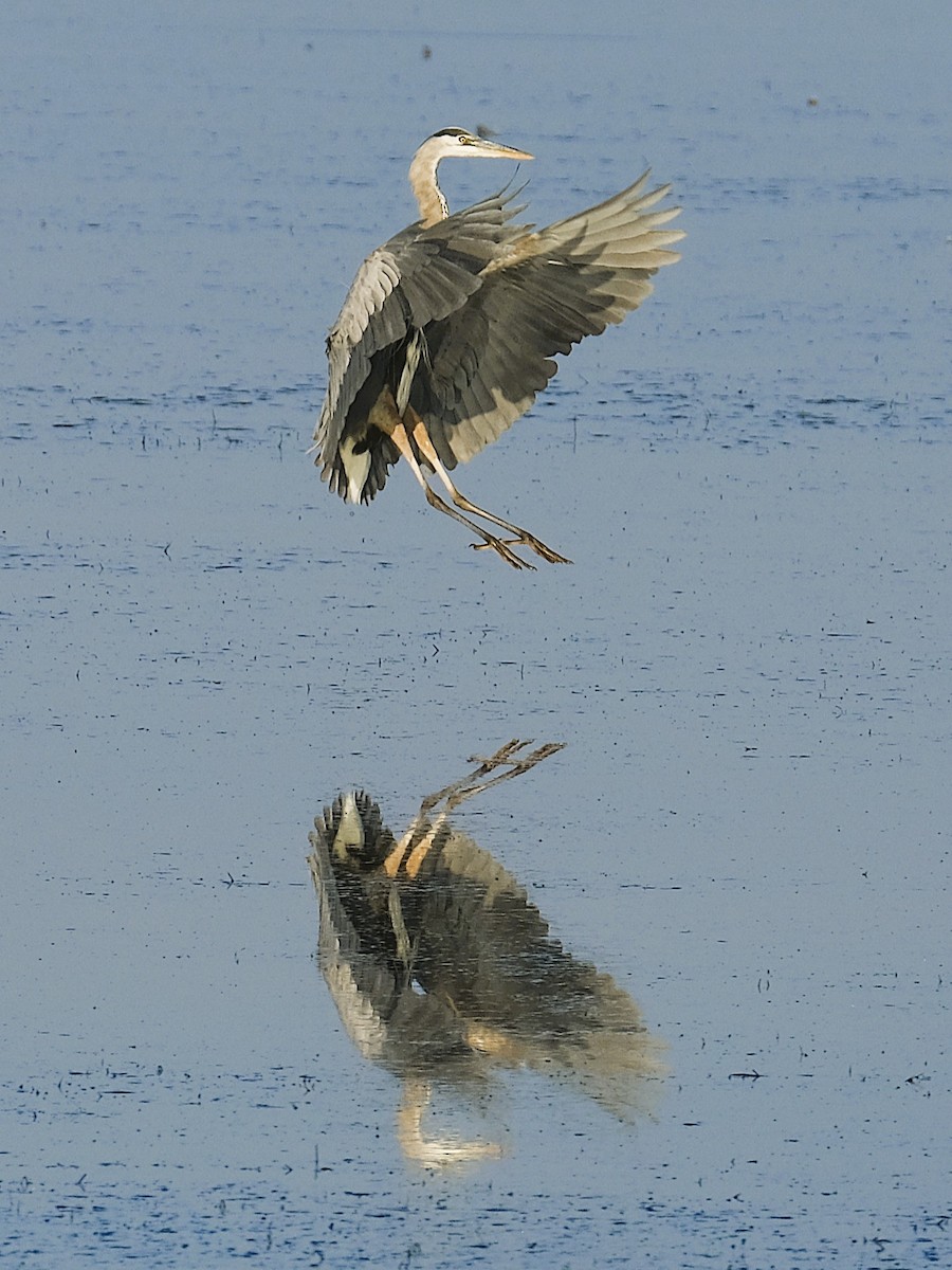 Great Blue Heron - ML642070111