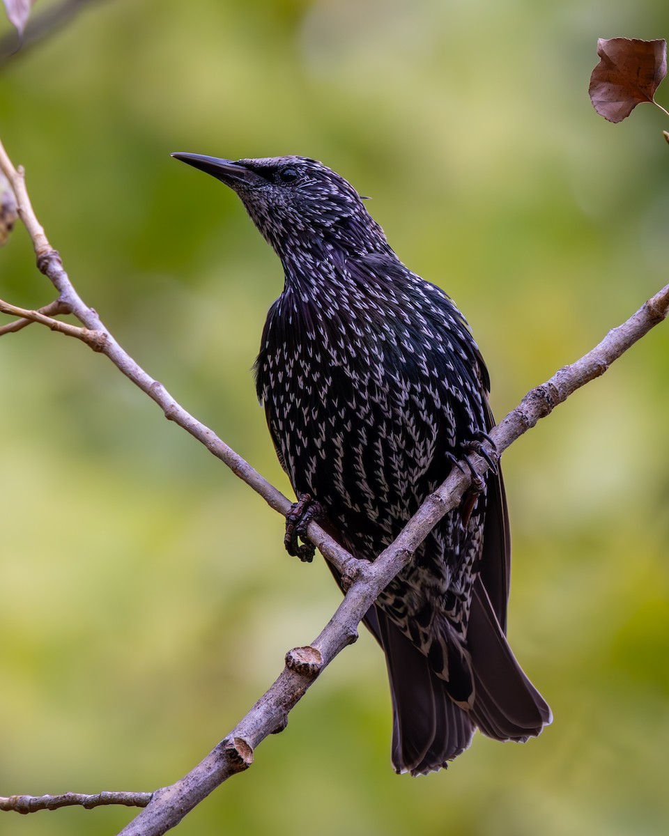 European Starling - ML642070112