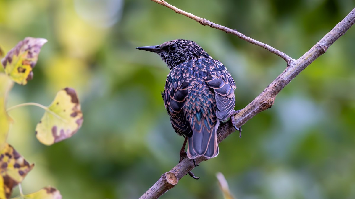 European Starling - ML642070113