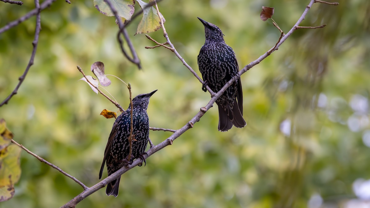 European Starling - ML642070114