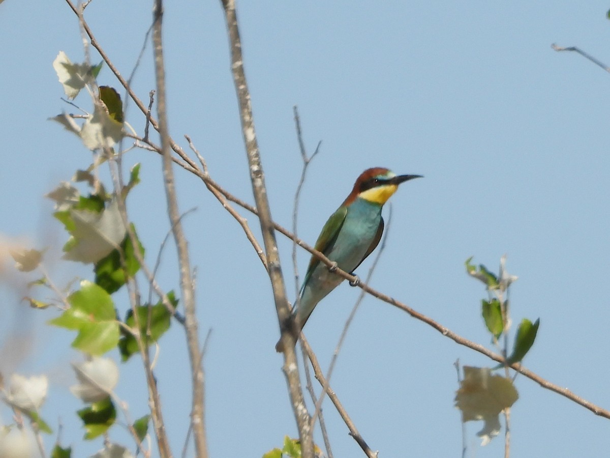 Erle-txori eurasiarra - ML642070120