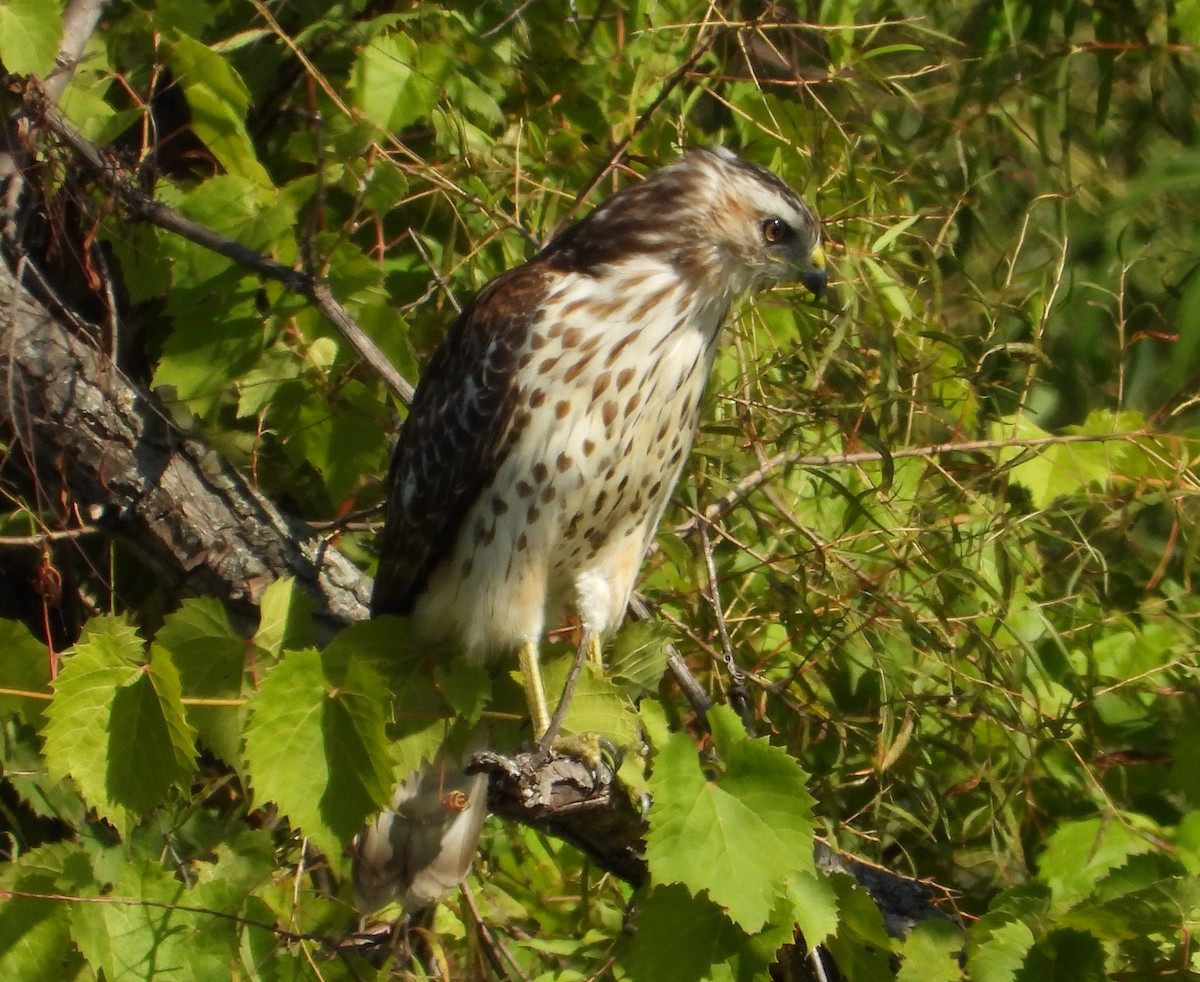Red-shouldered Hawk - ML642070121
