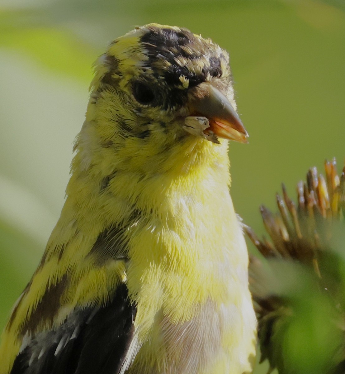 gulstillits - ML642070143