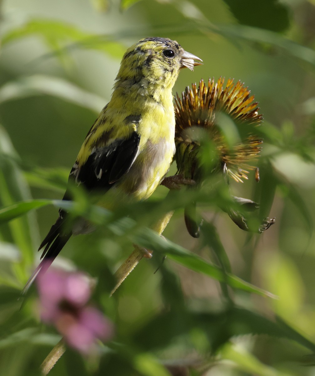 gulstillits - ML642070144
