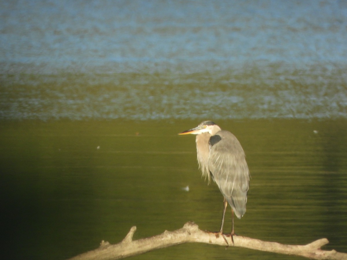 Great Blue Heron - ML642070147