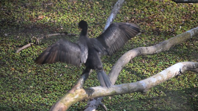 Neotropic Cormorant - ML642070212