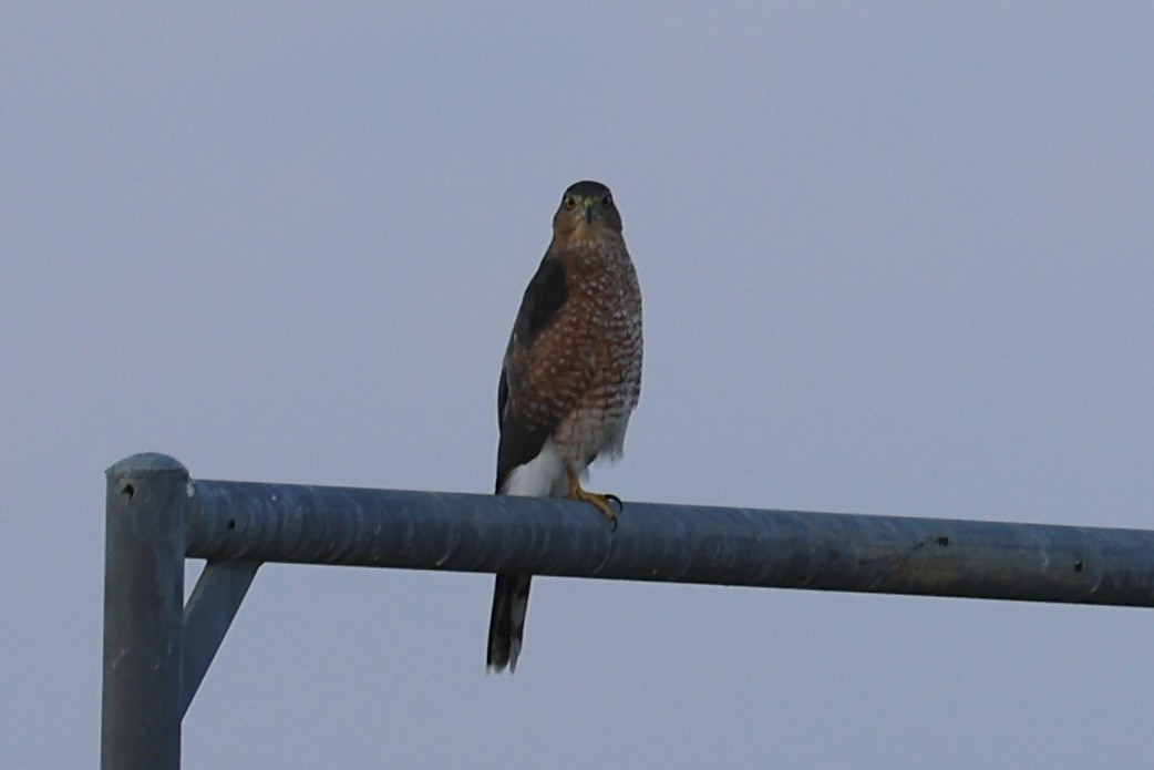 Cooper's Hawk - ML642070216