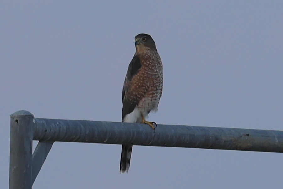 Cooper's Hawk - ML642070217