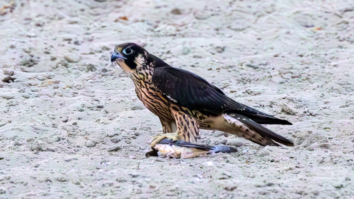 Peregrine Falcon - ML642070218