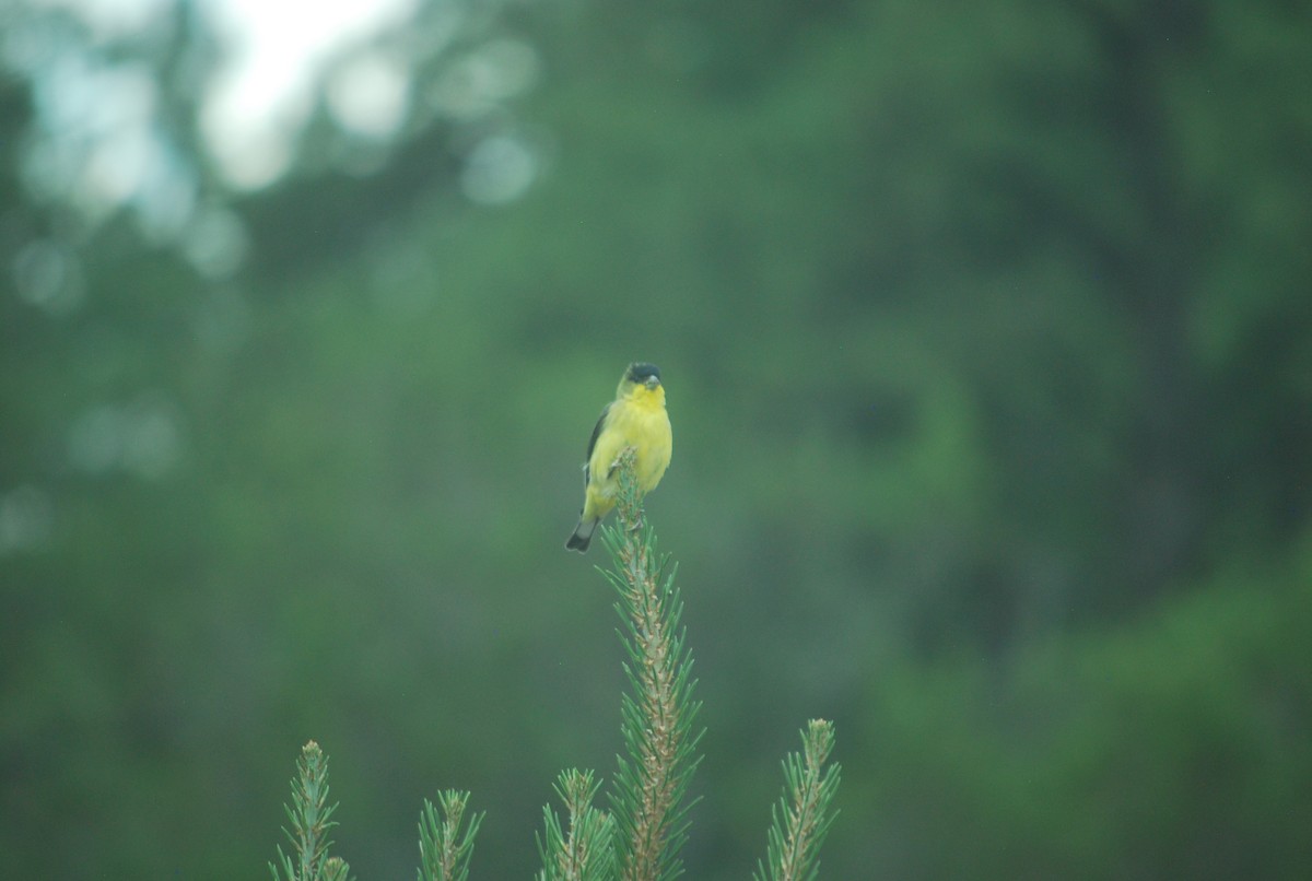 Lesser Goldfinch - ML642070219