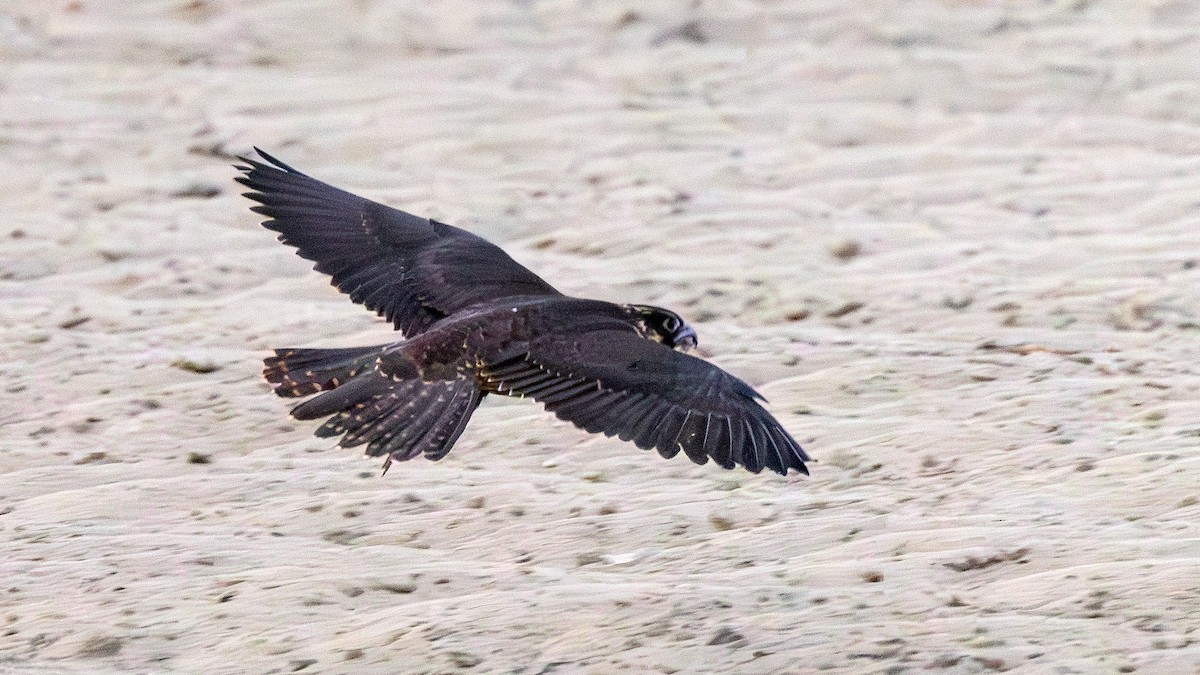 Peregrine Falcon - ML642070220
