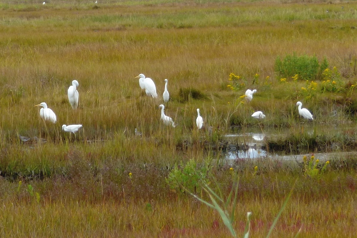 Great Egret - ML642070222