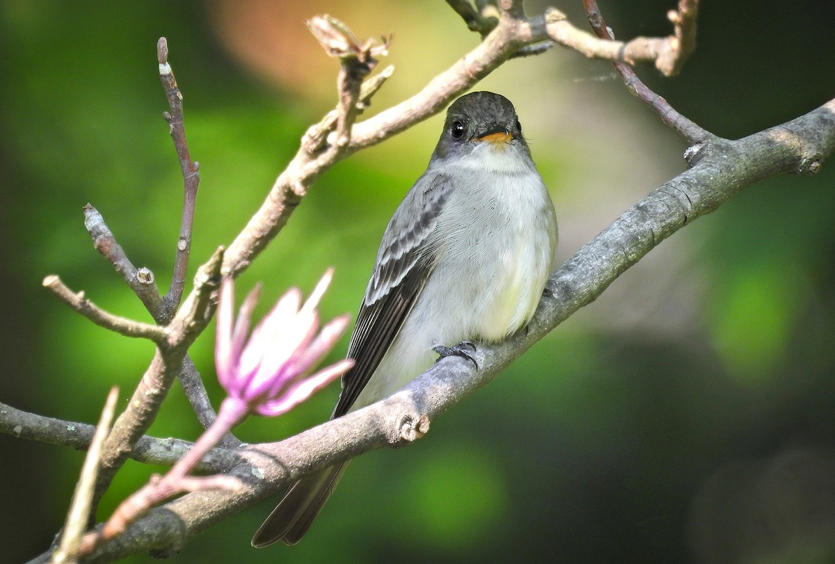 Eastern Wood-Pewee - ML642070223
