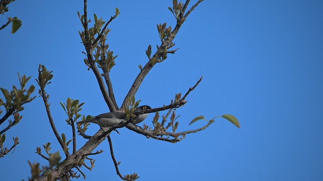 Black-capped Warbling Finch - ML642070224