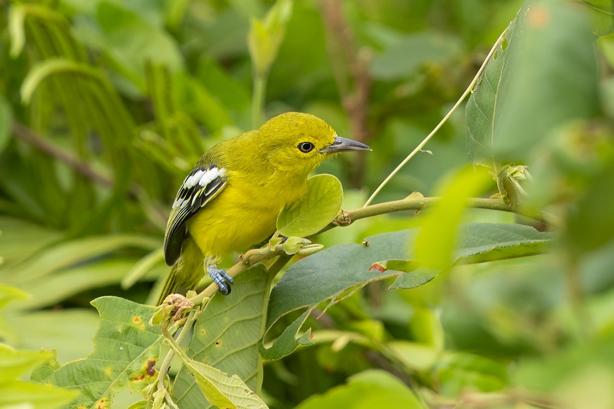 Common Iora - ML642070231