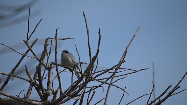 maskemyggsmett - ML642070232