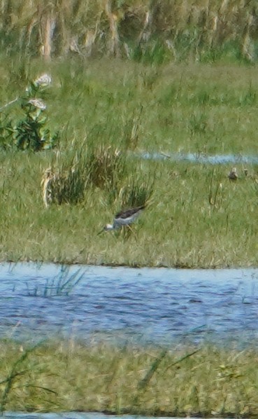 gluttsnipe - ML642070244