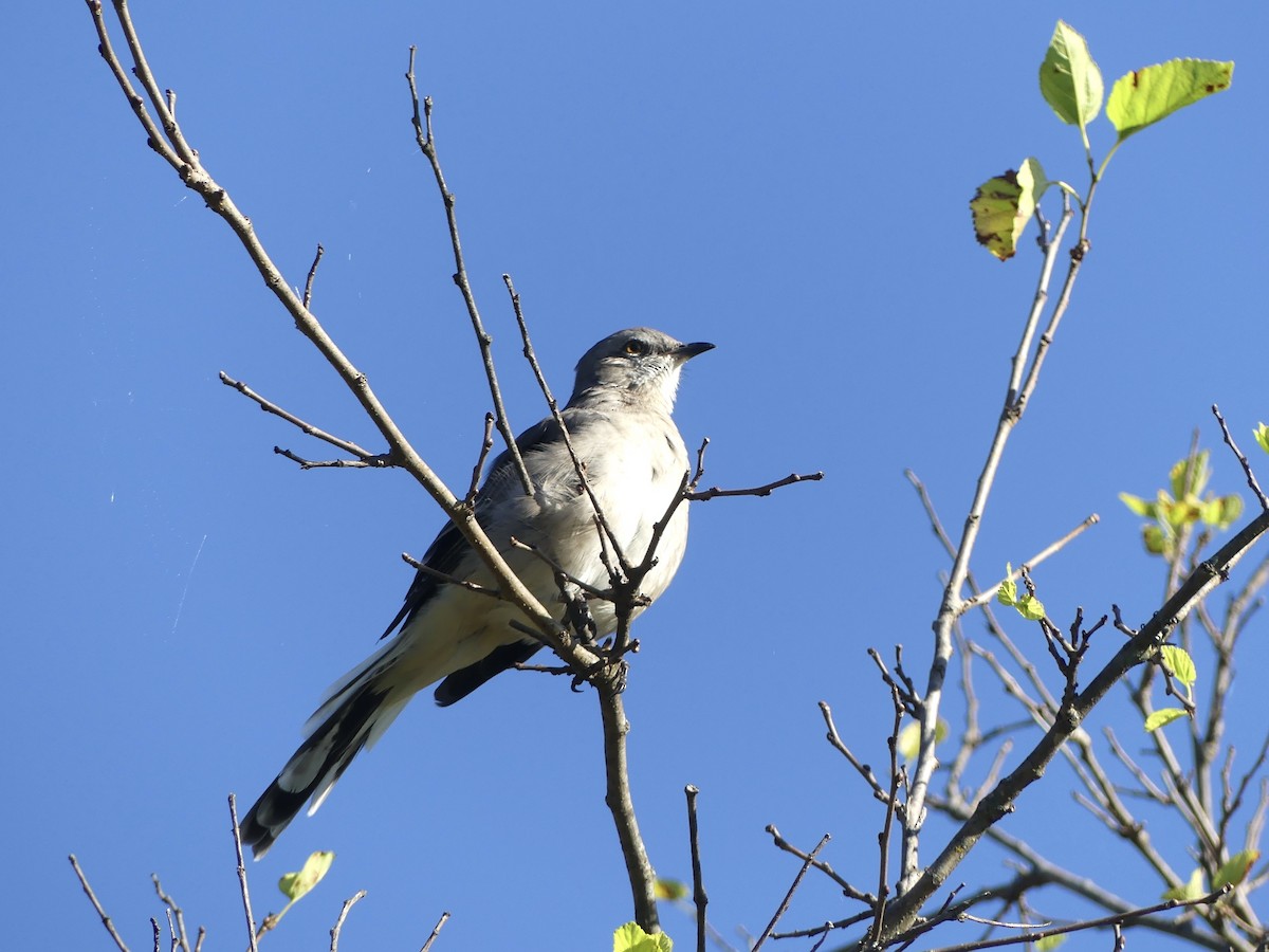 sangspottefugl - ML642070245