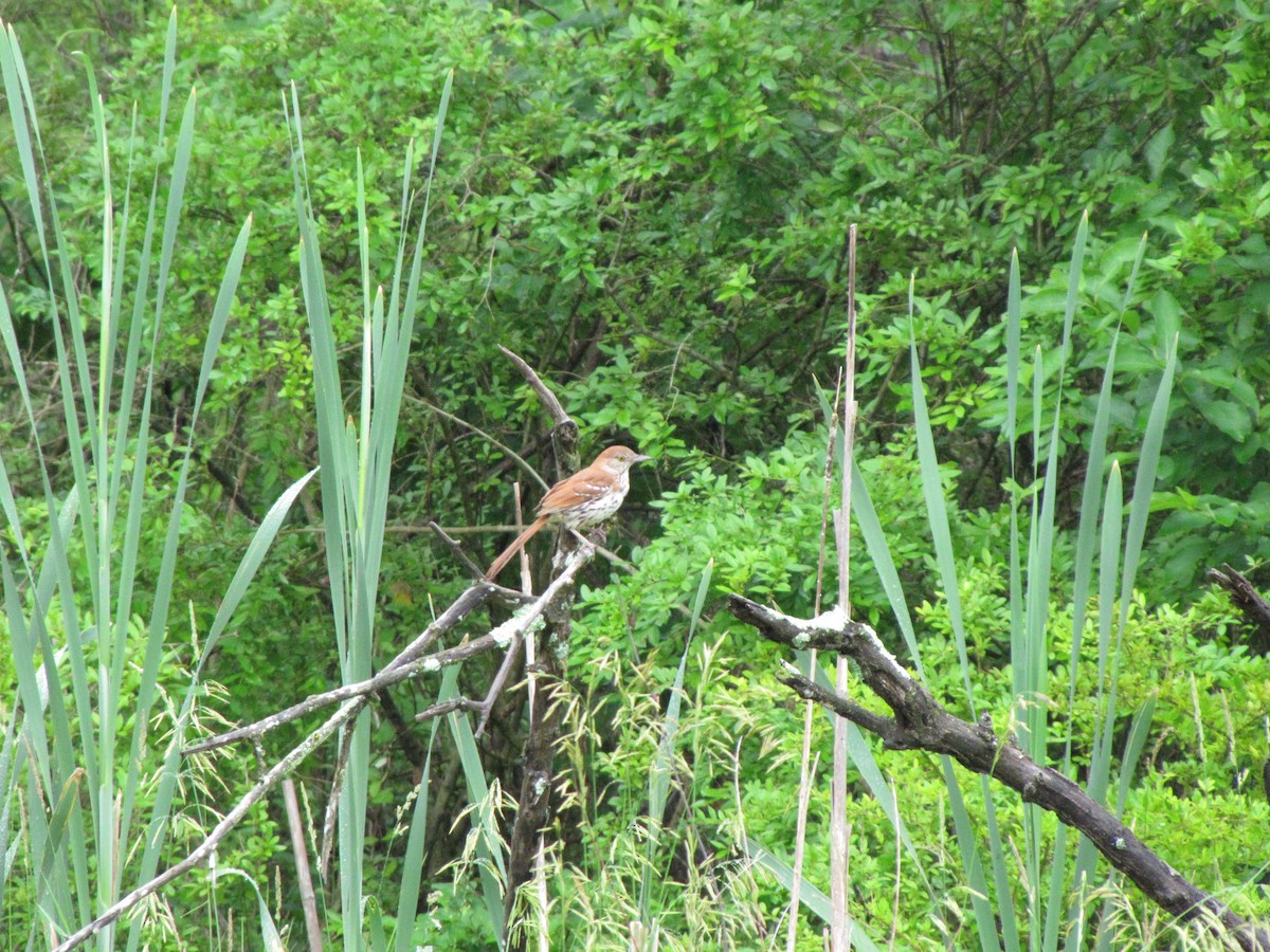 Brown Thrasher - ML642070264