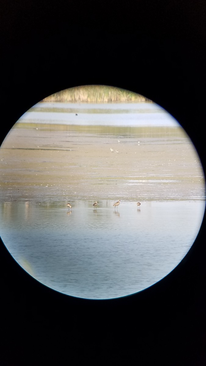 Hudsonian Godwit - ML642070265