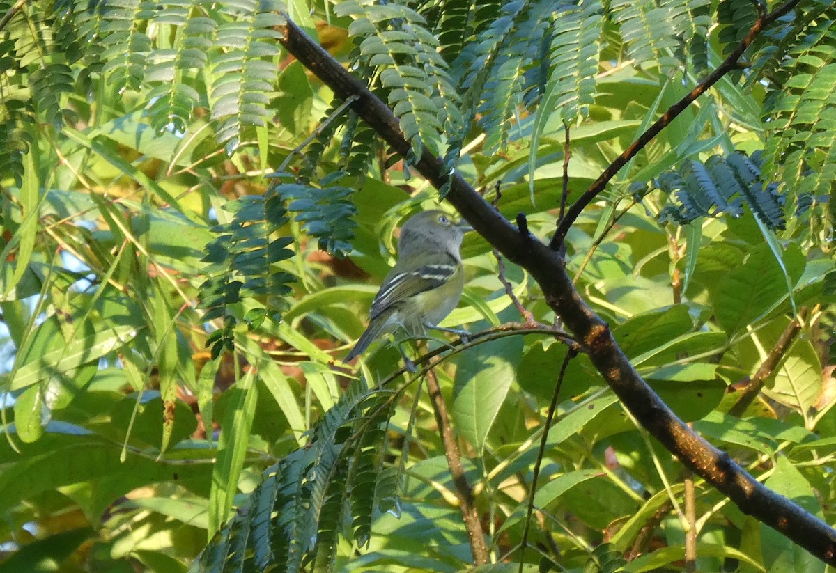 hvitøyevireo - ML642070266