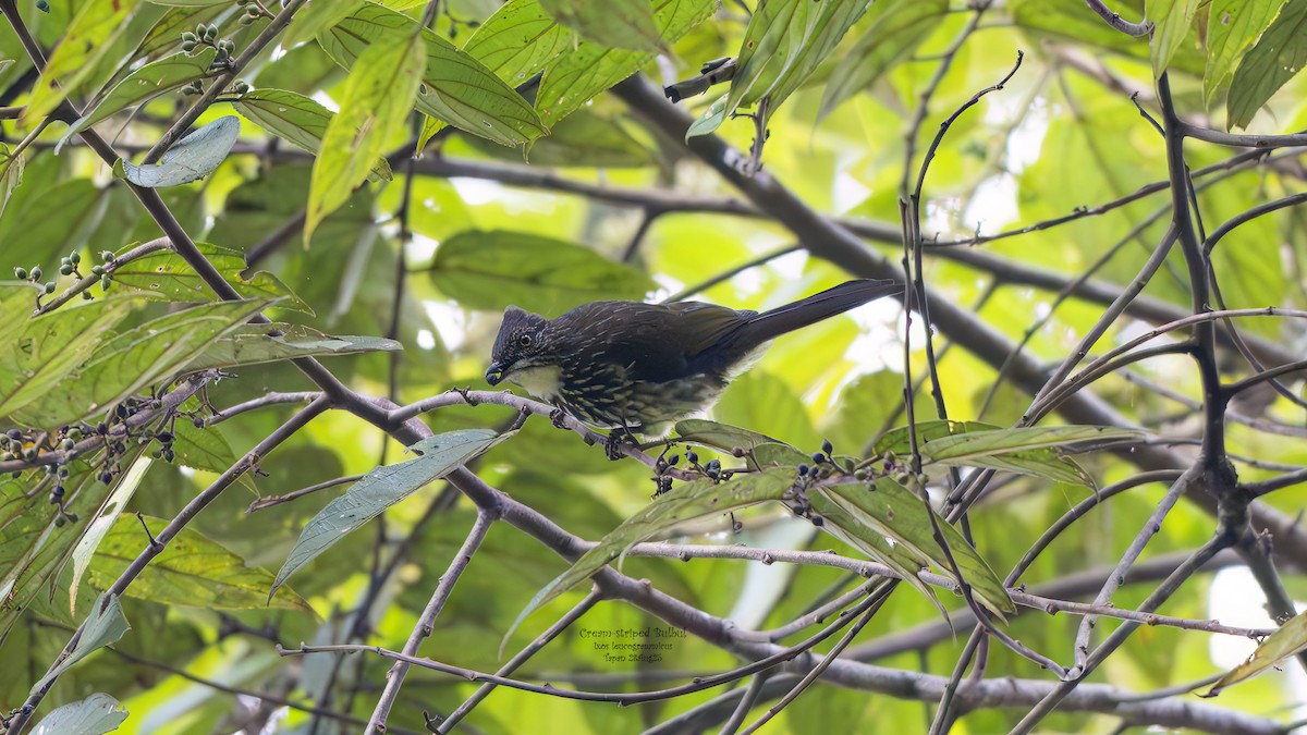 Cream-striped Bulbul - ML642070273