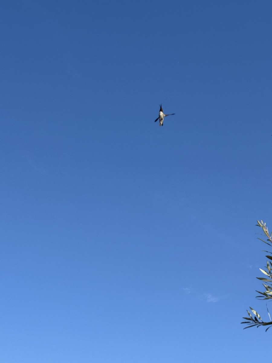 rødmaskekolibri - ML642070274