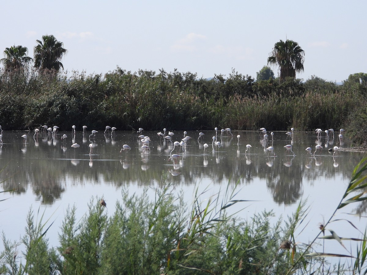 rosenflamingo - ML642070275
