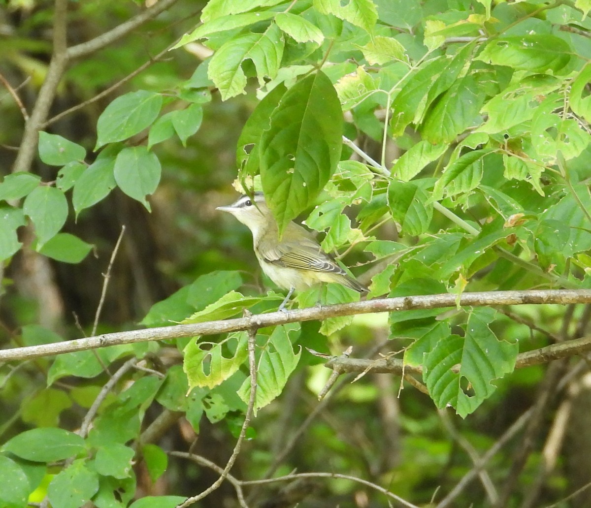 Red-eyed Vireo - ML642070281