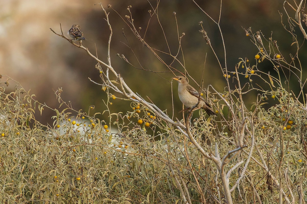 Rosy Starling - ML642070284