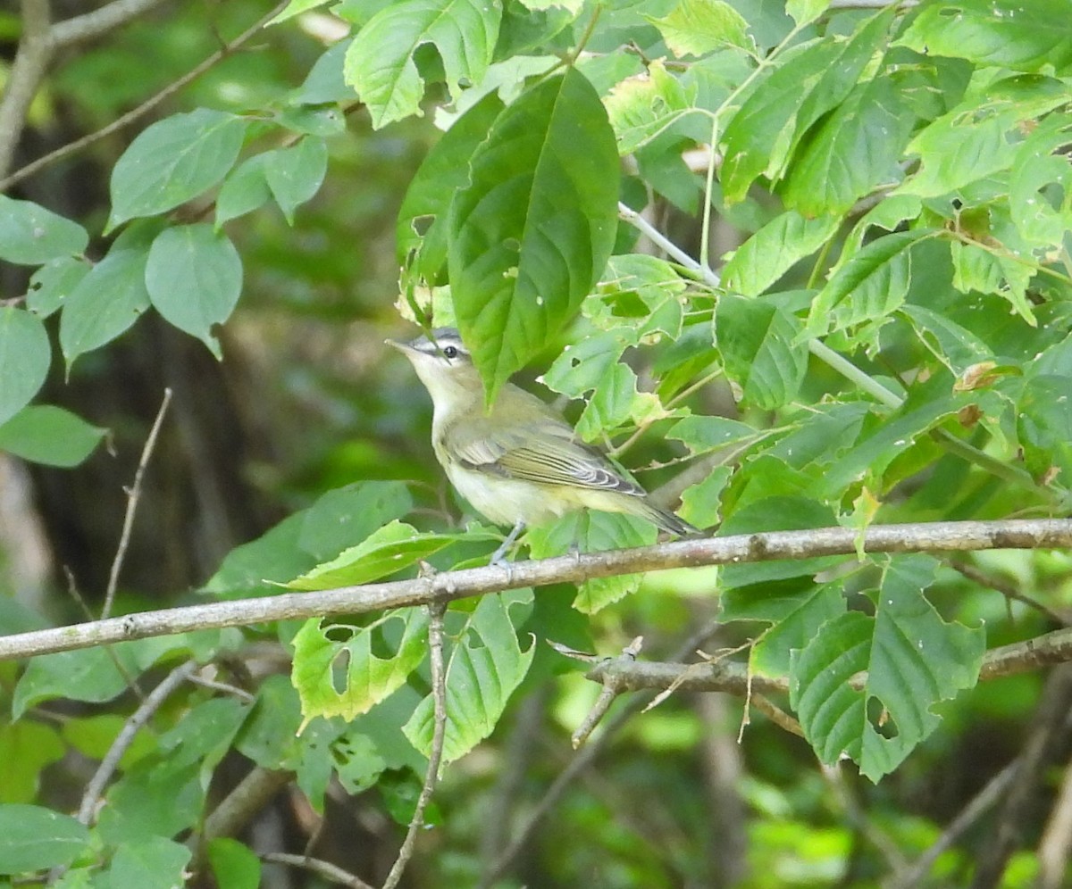 Red-eyed Vireo - ML642070292