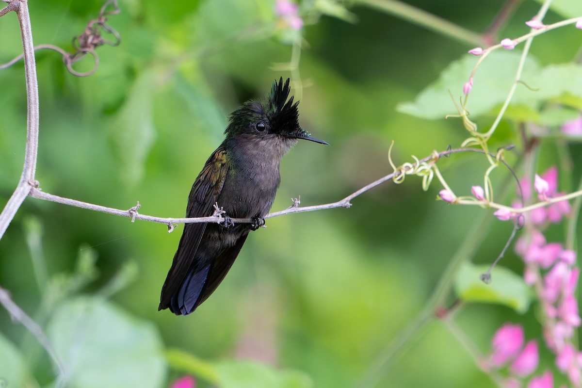 Antillean Crested Hummingbird - ML642070293