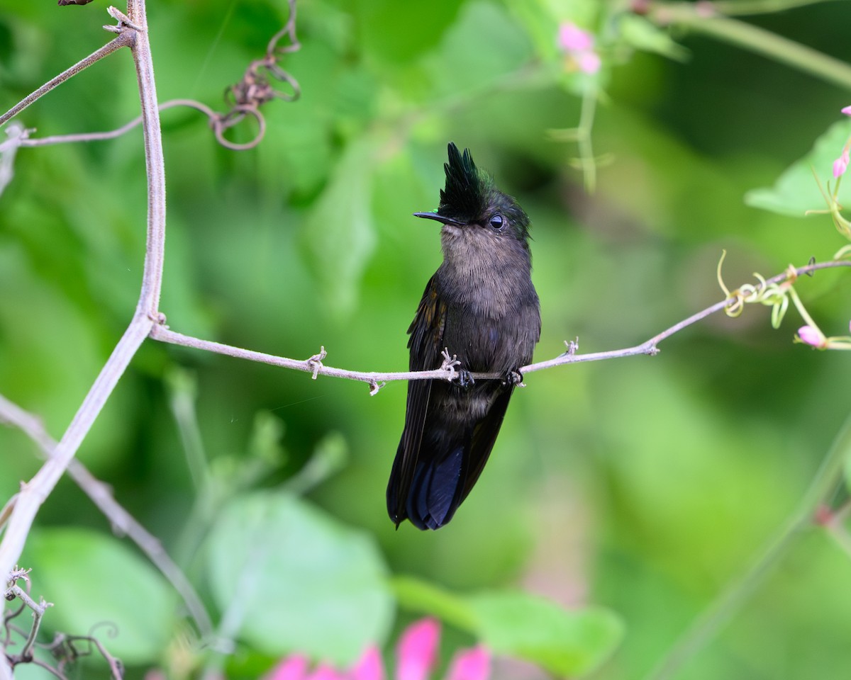 Antillean Crested Hummingbird - ML642070294