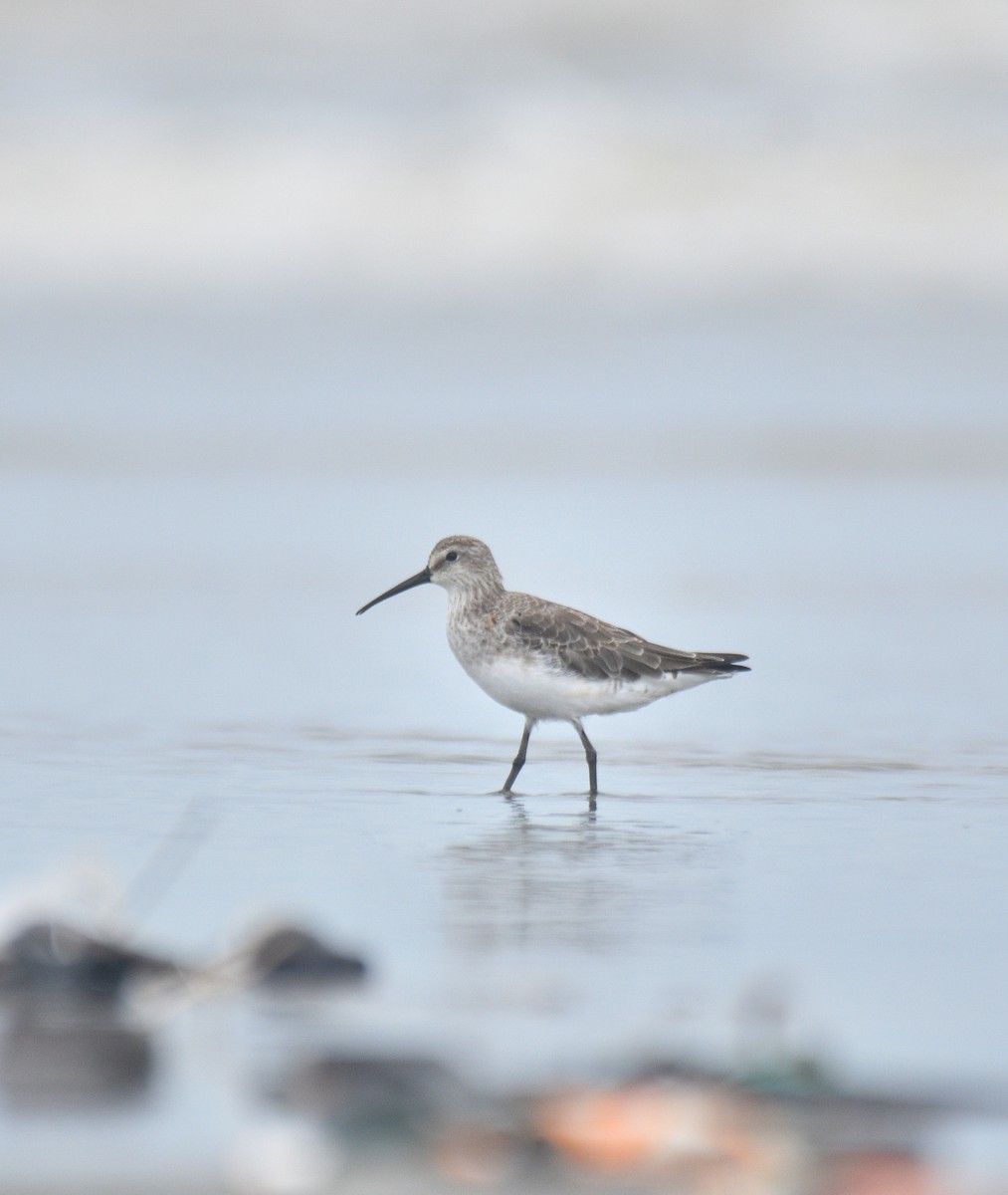 Curlew Sandpiper - ML642070307