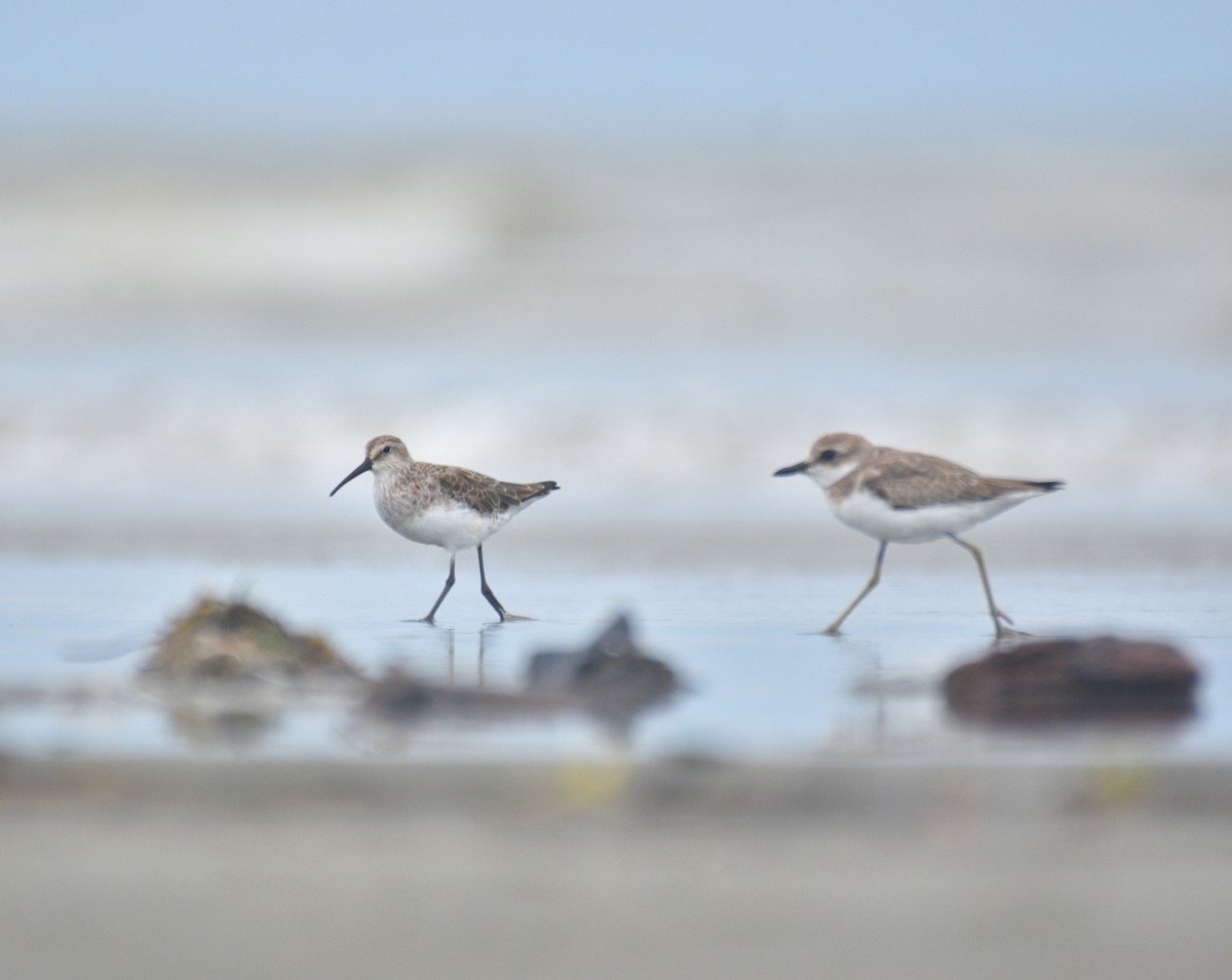 Curlew Sandpiper - ML642070308