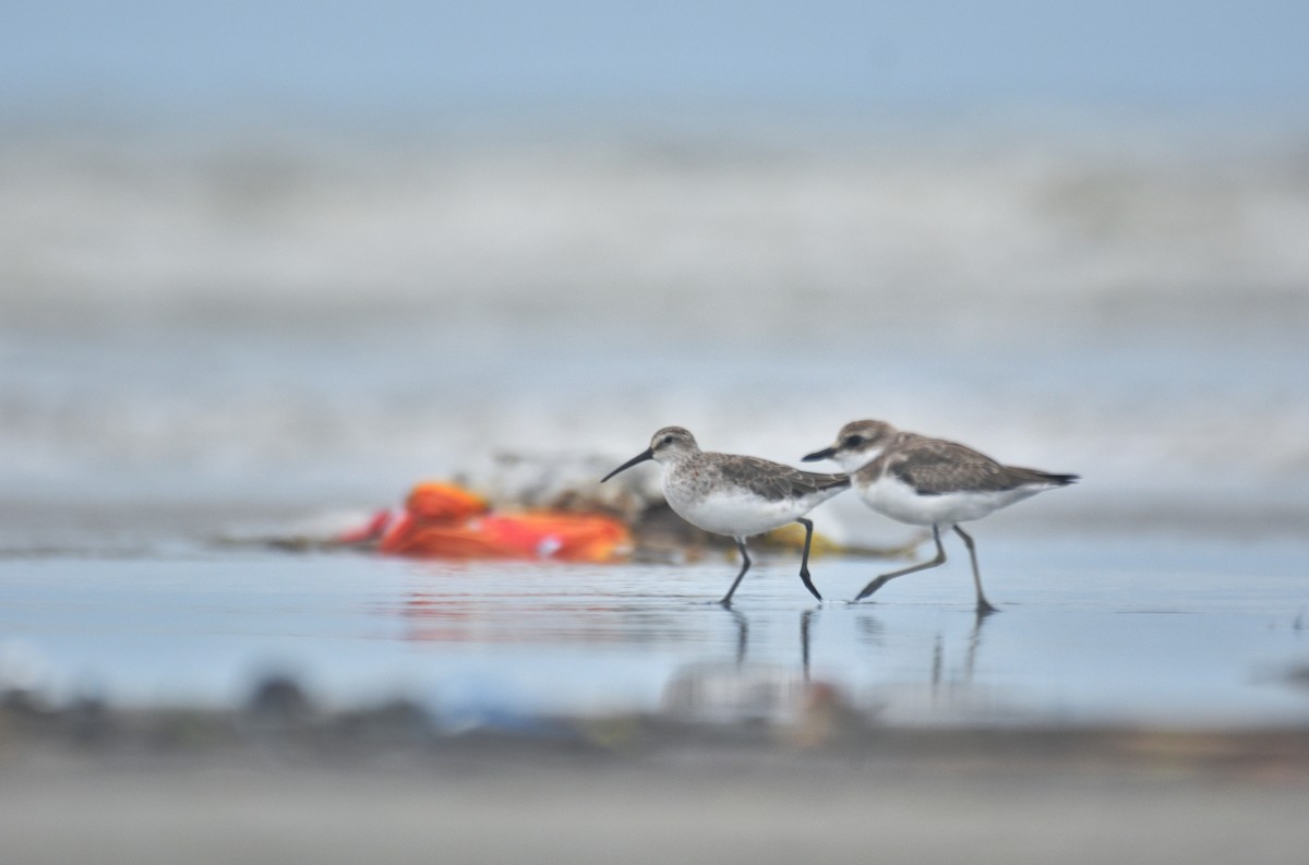 Curlew Sandpiper - ML642070309
