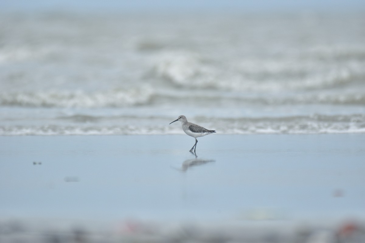 Curlew Sandpiper - ML642070310