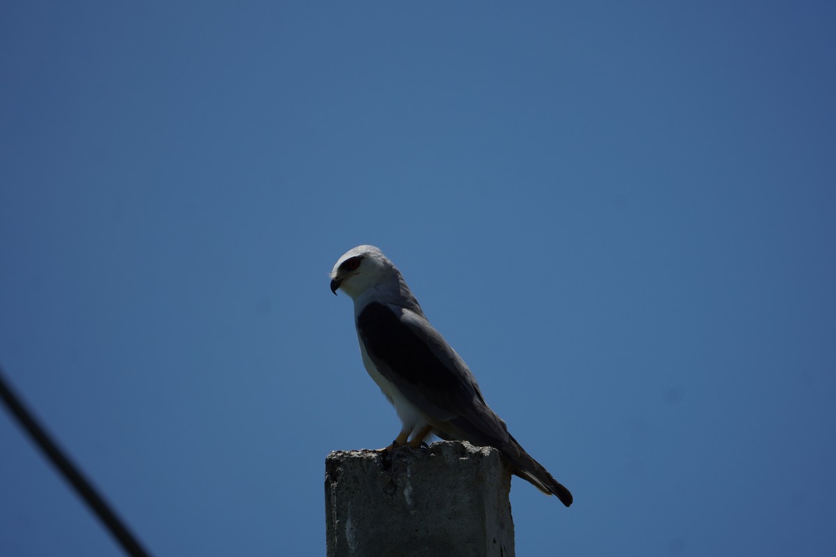 Black-winged Kite - ML642070311