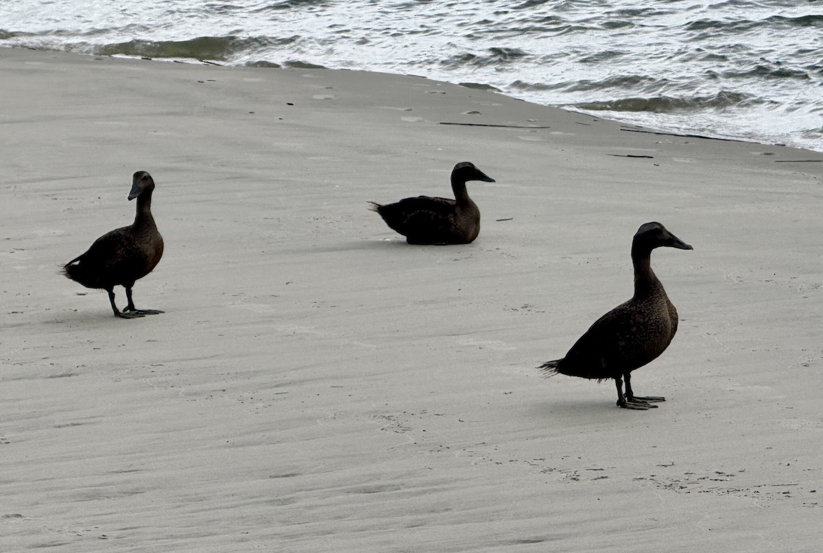 Common Eider - ML642070313