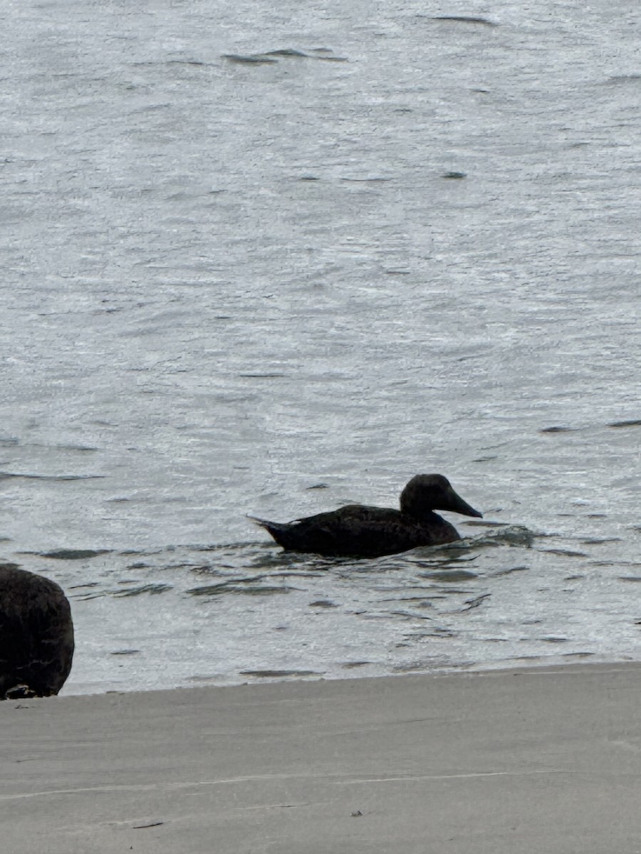 Common Eider - ML642070314