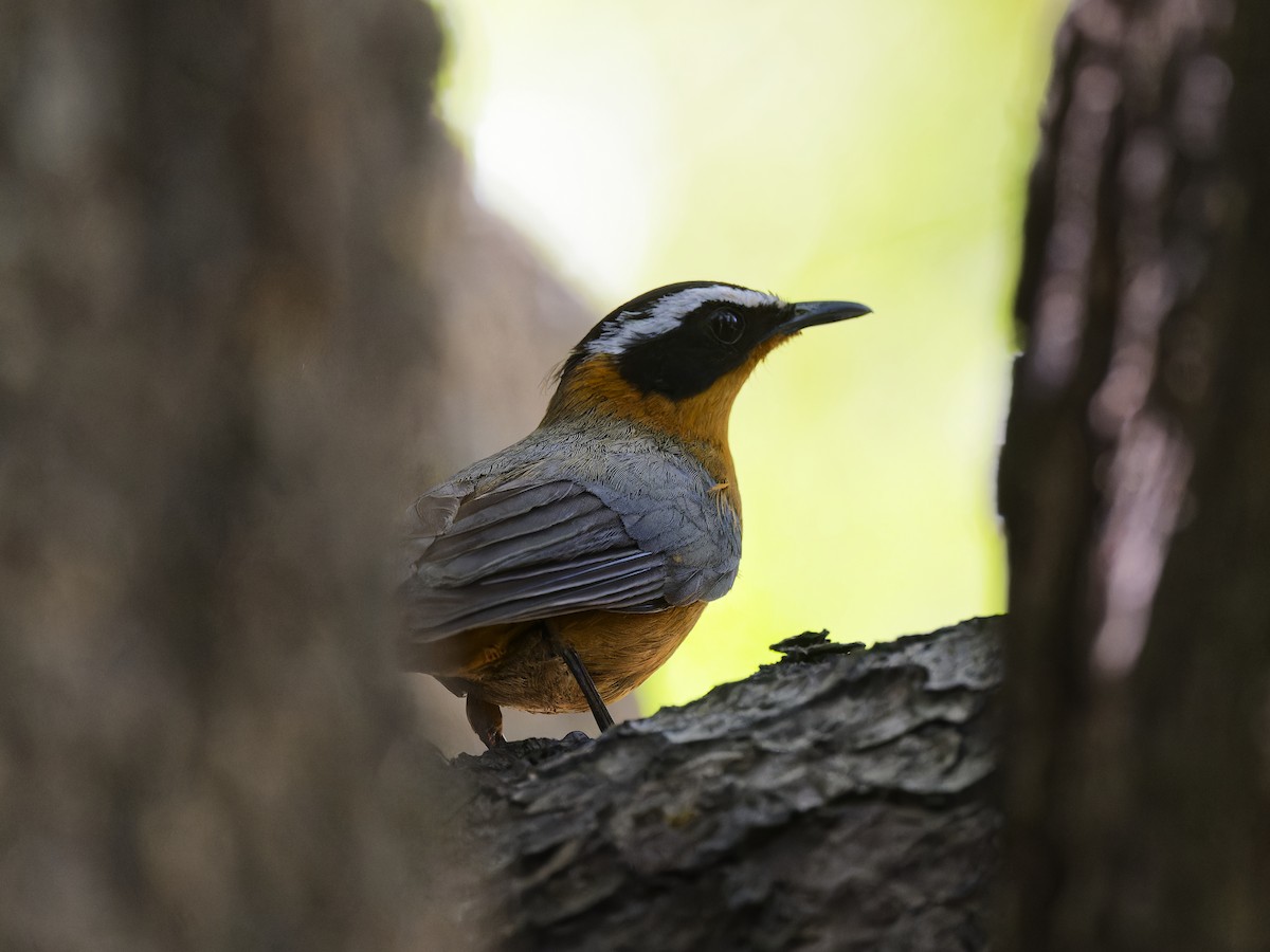 White-browed Robin-Chat - ML642070336
