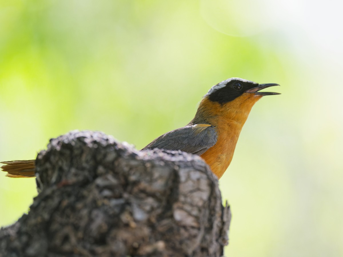 White-browed Robin-Chat - ML642070339