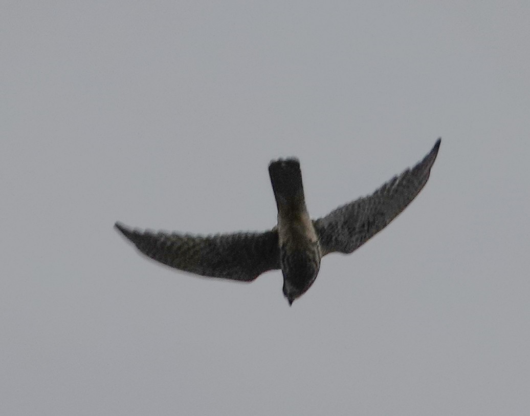 Falco dell'Amur - ML642070345