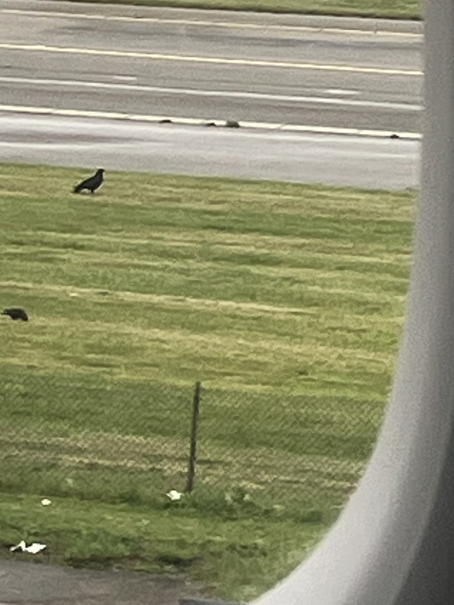 Carrion Crow - ML642070366