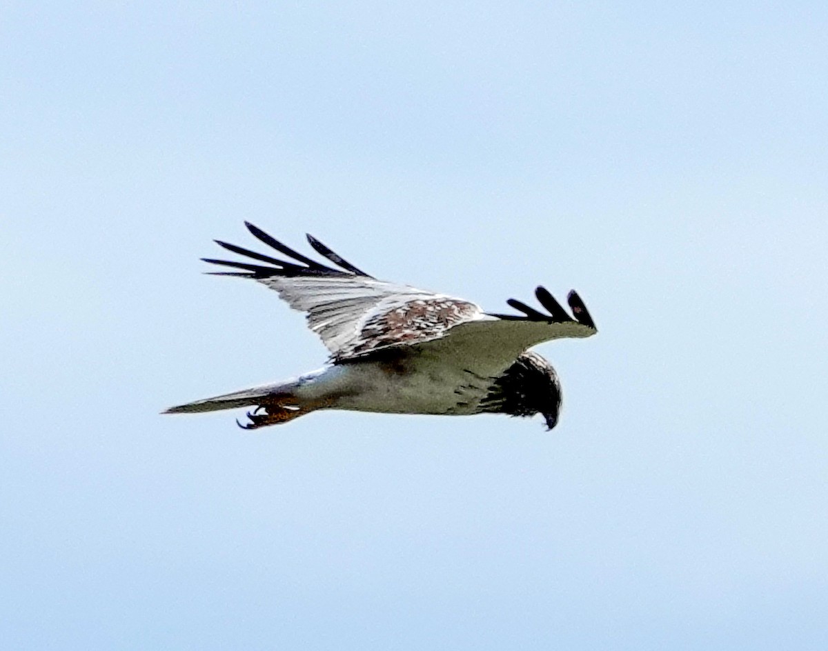 Eastern Marsh Harrier - ML642070371