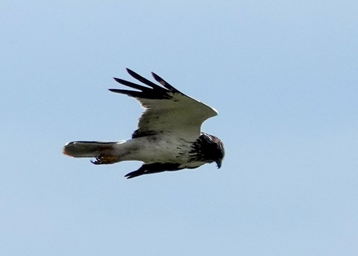 Eastern Marsh Harrier - ML642070372