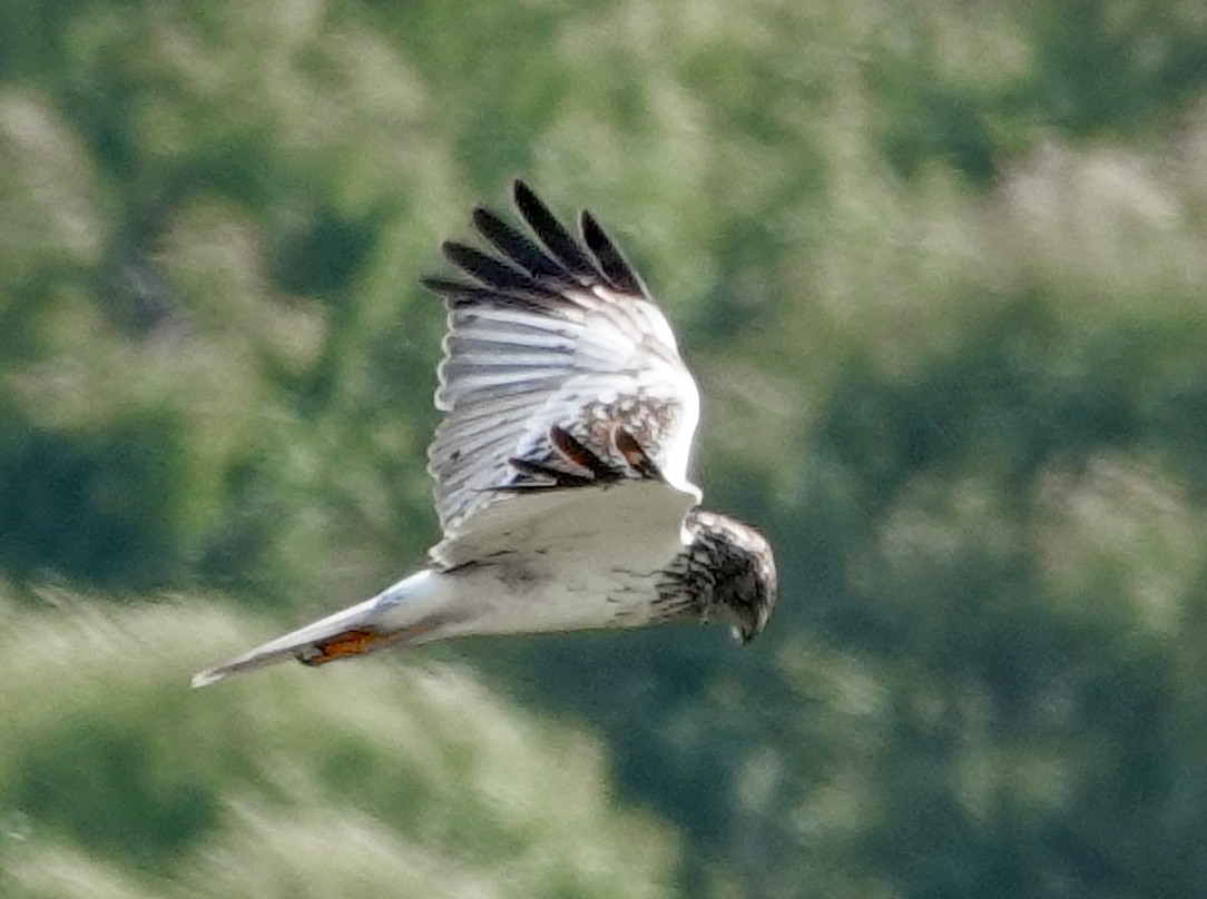 Eastern Marsh Harrier - ML642070373
