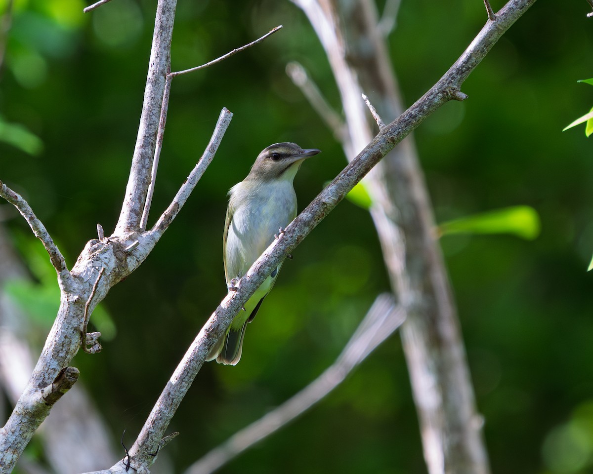 Black-whiskered Vireo - ML642070396