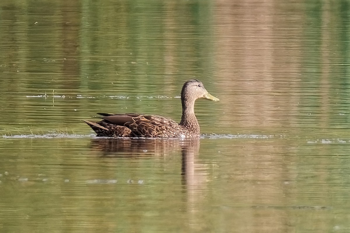 kachna mexická - ML642070410