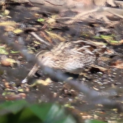 Wilson's Snipe - ML642070423